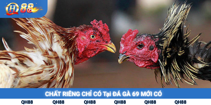 Chất riêng chỉ có tại đá gà 69 mới có