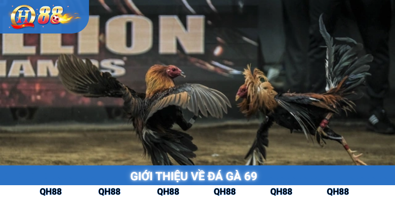 giới thiệu về đá gà 69