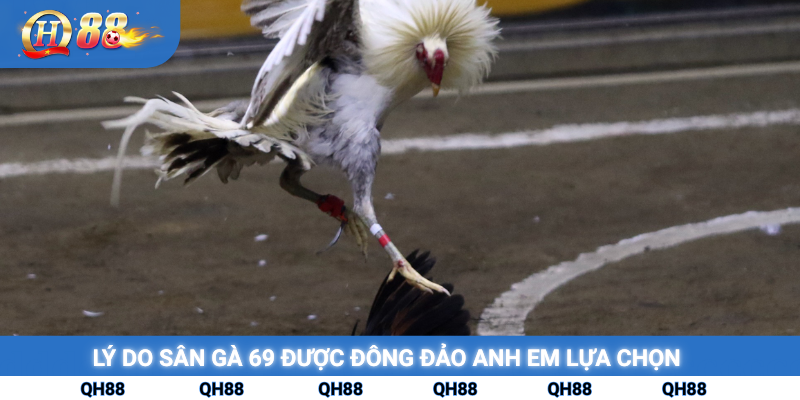 Lý do sân gà 69 được đông đảo anh em lựa chọn